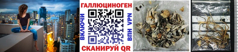 Галлюциногенные грибы Psilocybe  Туринск 
